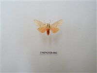 藏品(人紋污燈蛾)的圖片